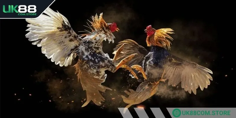 Đá gà cựa dao UK88 mang tới trải nghiệm đầy kịch tính